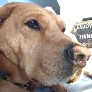 Meet your Posher, Caroline